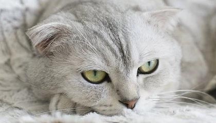 JiuyouAPP下载-阿贾克斯-大胜塞维利亚，改写晋级命运，阿贾克斯对维迪斯比分预测