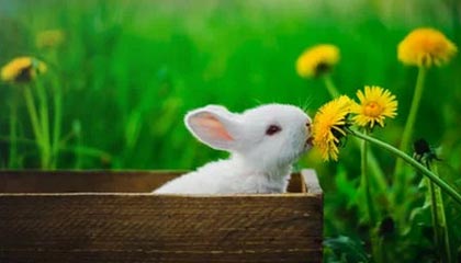 JiuyouAPP下载-阿贾克斯-大胜塞维利亚，改写晋级命运，阿贾克斯对维迪斯比分预测